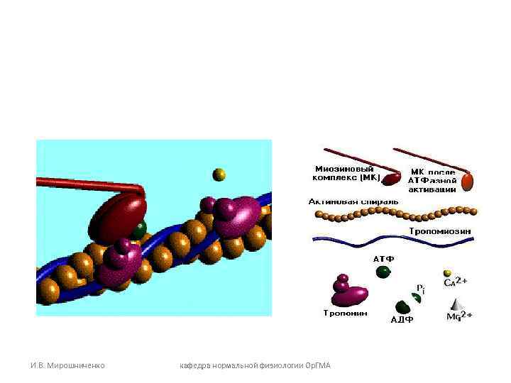 И. В. Мирошниченко кафедра нормальной физиологии Ор. ГМА 