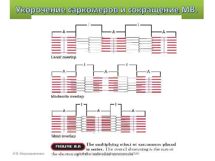 Укорочение саркомеров и сокращение МВ. И. В. Мирошниченко кафедра нормальной физиологии Ор. ГМА 