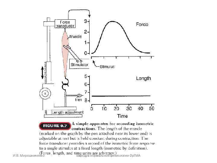 И. В. Мирошниченко кафедра нормальной физиологии Ор. ГМА 