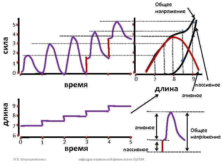 сила длина Общее напряжение 5 4 3 2 1 0 0 время 7 8