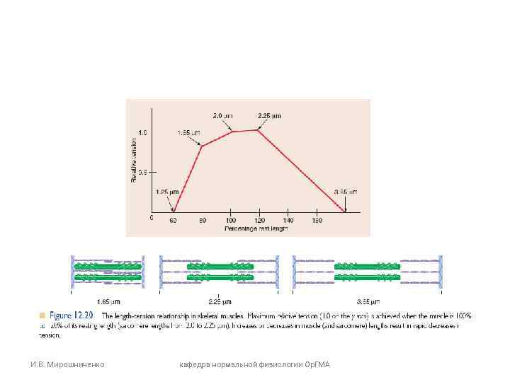 И. В. Мирошниченко кафедра нормальной физиологии Ор. ГМА 