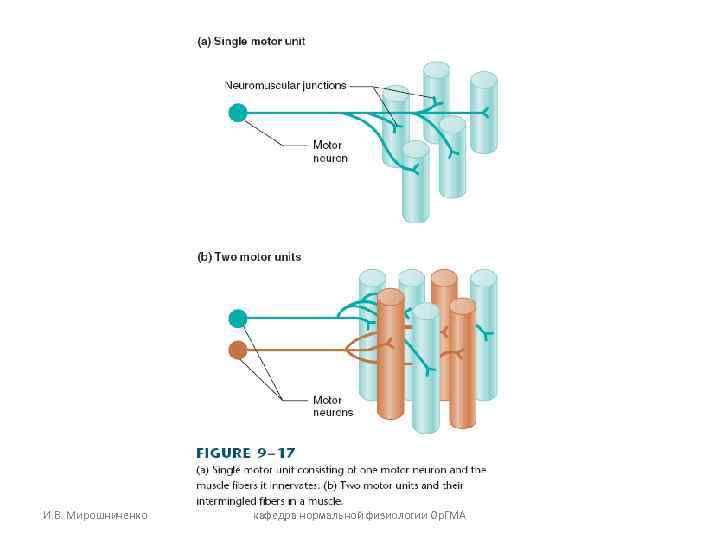 И. В. Мирошниченко кафедра нормальной физиологии Ор. ГМА 
