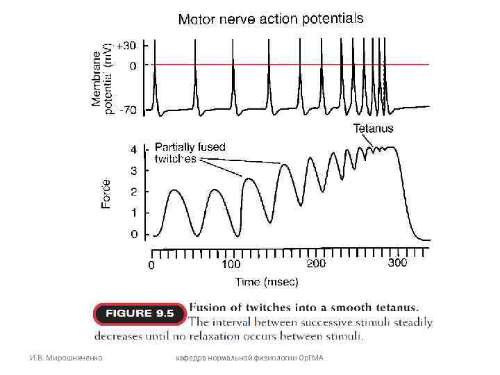 И. В. Мирошниченко кафедра нормальной физиологии Ор. ГМА 