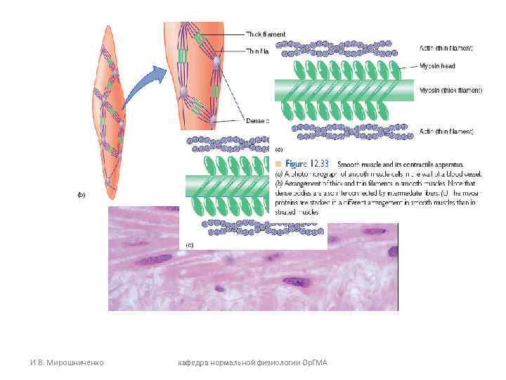 И. В. Мирошниченко кафедра нормальной физиологии Ор. ГМА 