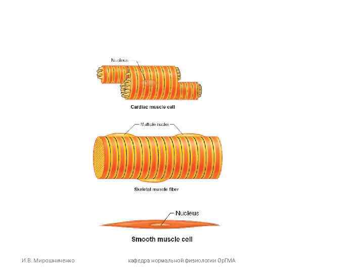 И. В. Мирошниченко кафедра нормальной физиологии Ор. ГМА 