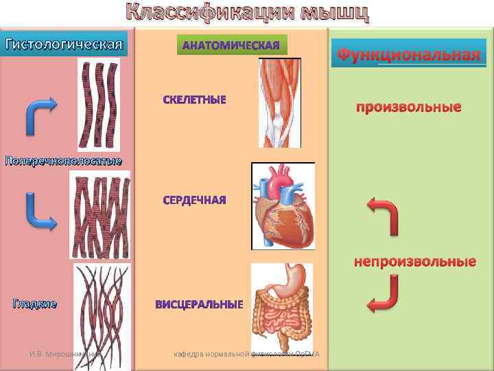 Классификации мышц Гистологическая Функциональная произвольные Поперечнополосатые непроизвольные Гладкие И. В. Мирошниченко кафедра нормальной физиологии