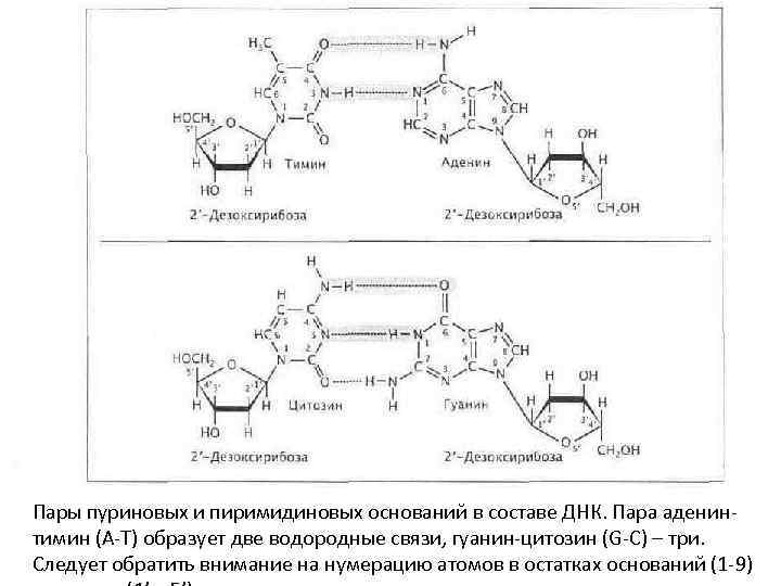 Гуанин и цитозин водородные связи. Аденин Тимин нумерация. Пара аденин Тимин. Нумерация пуриновых оснований. Пуриновые и пиримидиновые основания ДНК.