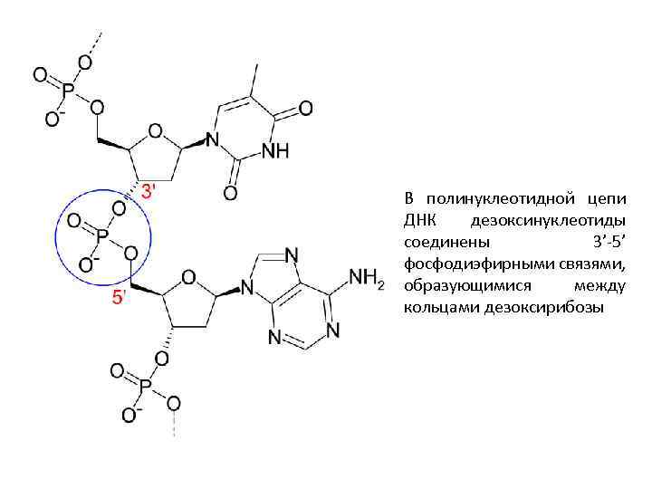 В полинуклеотидной цепи ДНК дезоксинуклеотиды соединены 3’-5’ фосфодиэфирными связями, образующимися между кольцами дезоксирибозы 