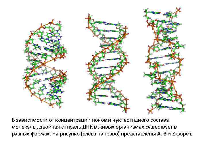 В зависимости от концентрации ионов и нуклеотидного состава молекулы, двойная спираль ДНК в живых