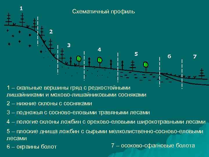 1 Схематичный профиль 2 3 4 5 6 7 1 – скальные вершины гряд