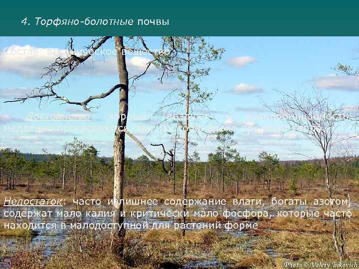 4. Торфяно-болотные почвы Состав: органическое вещество. Достоинства: хорошая воздухо- и водопроницаемость, медленно прогреваются, так