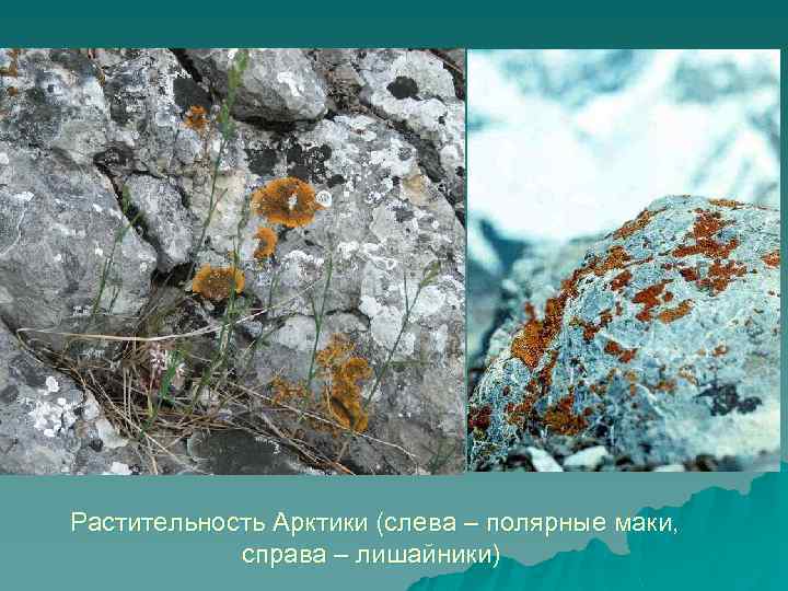Растительность Арктики (слева – полярные маки, справа – лишайники) 