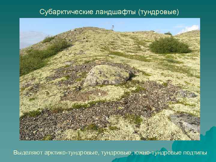 Субарктические ландшафты (тундровые) Выделяют арктико-тундровые, южно-тундровые подтипы 