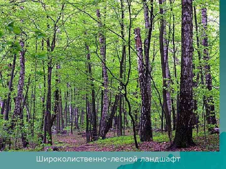 Широколиственно-лесной ландшафт 