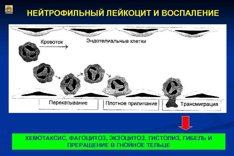 НЕЙТРОФИЛЬНЫЙ ЛЕЙКОЦИТ И ВОСПАЛЕНИЕ ХЕМОТАКСИС, ФАГОЦИТОЗ, ЭКЗОЦИТОЗ, ГИСТОЛИЗ, ГИБЕЛЬ И ПРЕРАЩЕНИЕ В ГНОЙНОЕ ТЕЛЬЦЕ