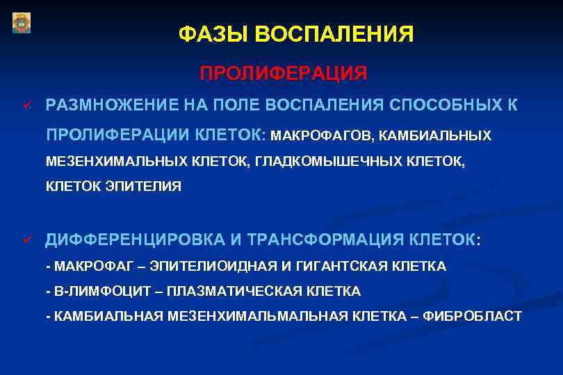 ФАЗЫ ВОСПАЛЕНИЯ ПРОЛИФЕРАЦИЯ ü РАЗМНОЖЕНИЕ НА ПОЛЕ ВОСПАЛЕНИЯ СПОСОБНЫХ К ПРОЛИФЕРАЦИИ КЛЕТОК: МАКРОФАГОВ, КАМБИАЛЬНЫХ