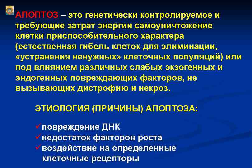 АПОПТОЗ – это генетически контролируемое и требующие затрат энергии самоуничтожение клетки приспособительного характера (естественная