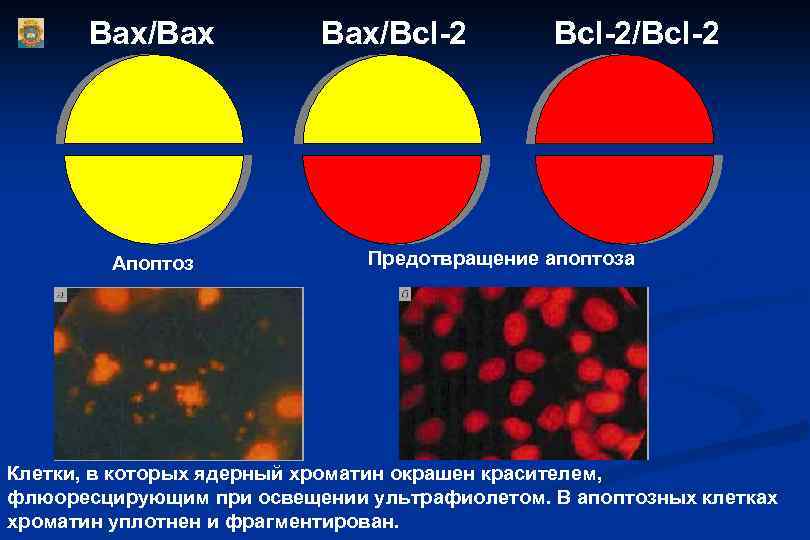 Вах/Вах Апоптоз Вах/Всl-2/Всl-2 Предотвращение апоптоза Клетки, в которых ядерный хроматин окрашен красителем, флюоресцирующим при