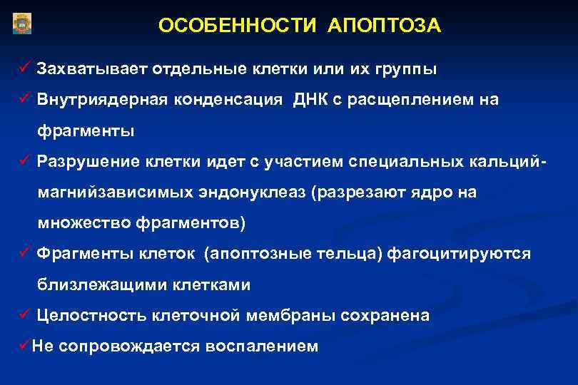 ОСОБЕННОСТИ АПОПТОЗА ü Захватывает отдельные клетки или их группы ü Внутриядерная конденсация ДНК с