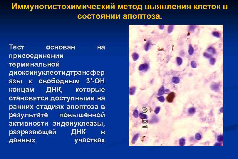 Иммуногистохимический метод выявления клеток в состоянии апоптоза. Тест основан на присоединении терминальной диоксинуклеотидтрансфер азы