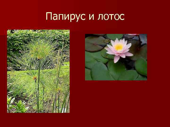 Папирус и лотос 