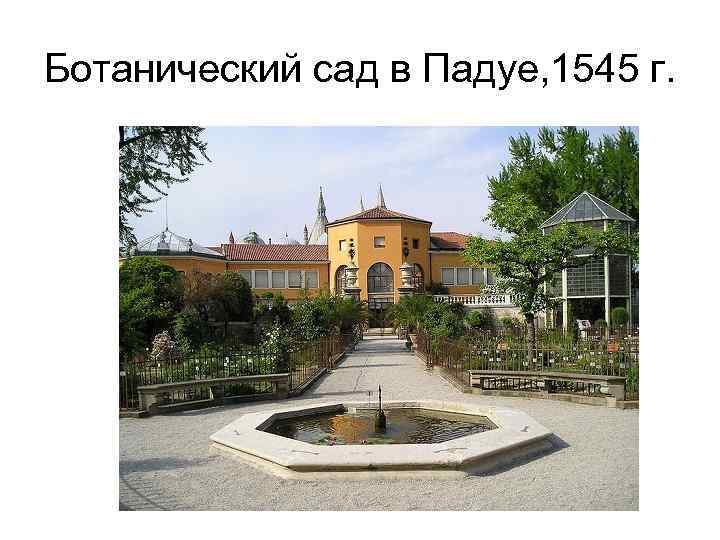 Ботанический сад в Падуе, 1545 г. 