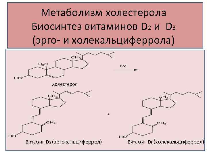 Метаболизм холестерола Биосинтез витаминов D 2 и D 3 (эрго- и холекальциферрола) Холестерол Витамин