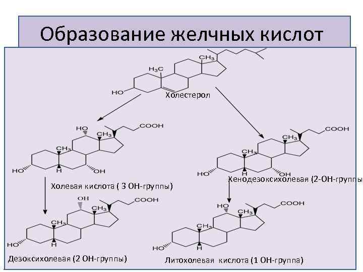 Образование желчных кислот Холестерол Холевая кислота ( 3 ОН-группы) Дезоксихолевая (2 ОН-группы) Хенодезоксихолевая (2