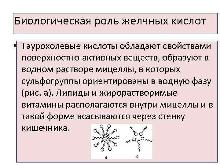 Биологическая роль желчных кислот • Таурохолевые кислоты обладают свойствами поверхностно-активных веществ, образуют в водном