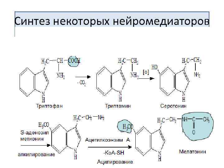 Синтез некоторых нейромедиаторов 