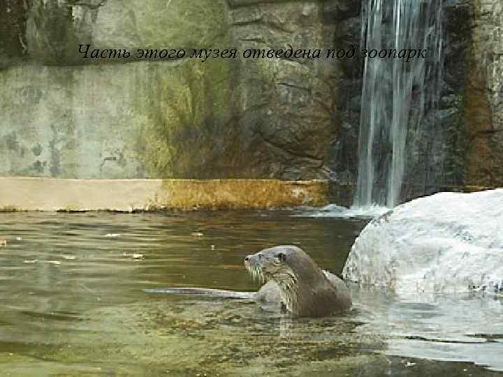 Часть этого музея отведена под зоопарк 