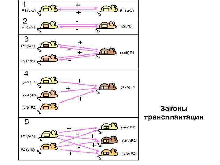 Законы трансплантации 