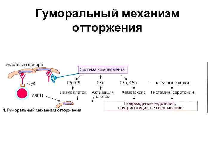 Лимфоцитотоксический тест схема