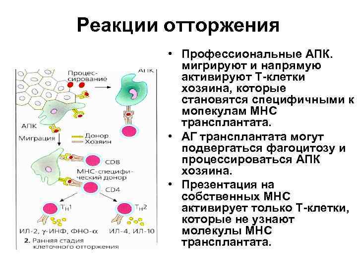 Реакции отторжения • Профессиональные АПК. мигрируют и напрямую активируют Т-клетки хозяина, которые становятся специфичными