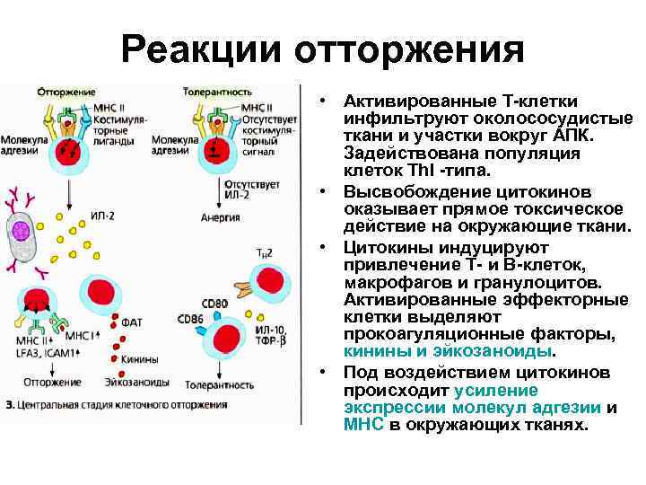 Реакции отторжения • Активированные Т-клетки инфильтруют околососудистые ткани и участки вокруг АПК. Задействована популяция