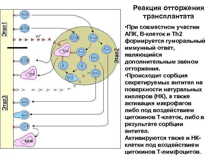 Реакция отторжения трансплантата • При совместном участии АПК, В-клеток и Тh 2 формируется гуморальный