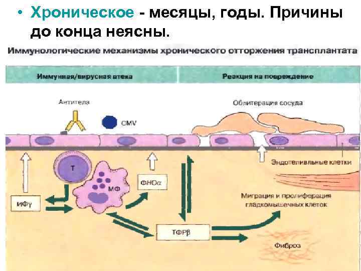  • Хроническое - месяцы, годы. Причины до конца неясны. 