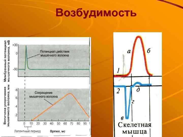 Возбудимость