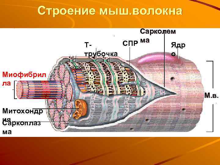 Строение мыш. волокна Сарколем СПР ма ТЯдр трубочка о Миофибрил ла М. в. Митохондр