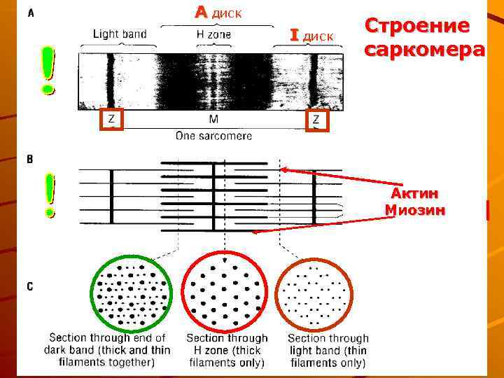 Схема строения саркомера гистология