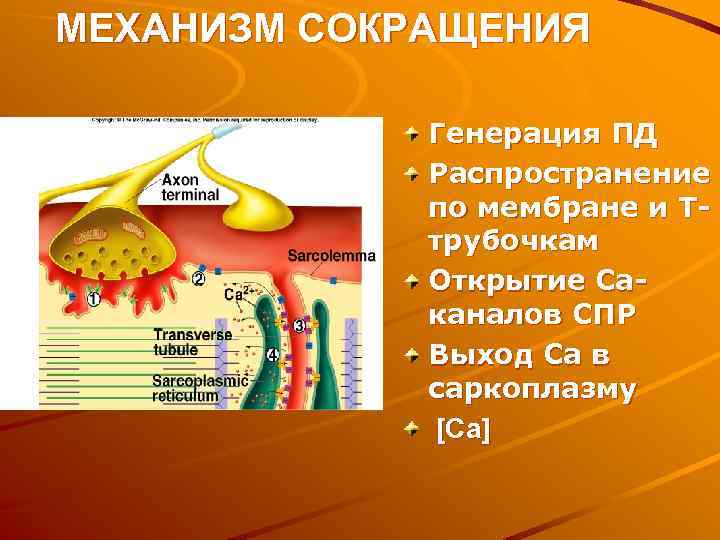 МЕХАНИЗМ СОКРАЩЕНИЯ Генерация ПД Распространение по мембране и Ттрубочкам Открытие Саканалов СПР Выход Са
