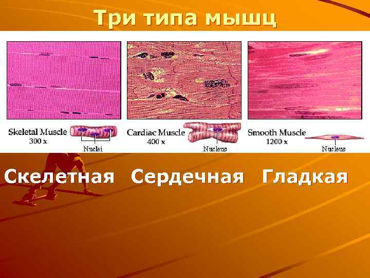 Три типа мышц Скелетная Сердечная Гладкая 