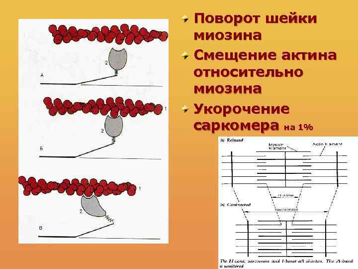 Поворот шейки миозина Смещение актина относительно миозина Укорочение саркомера на 1% 