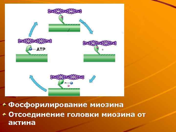 Головка миозина