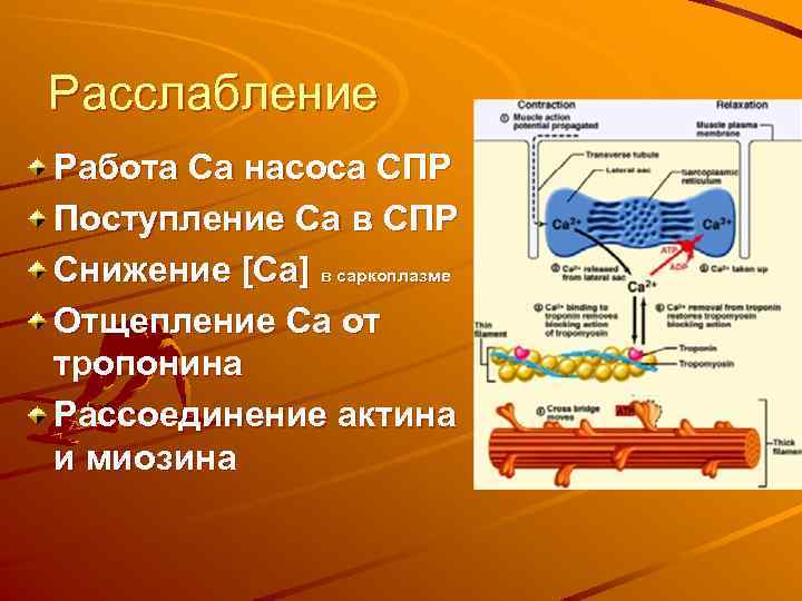 Расслабление Работа Са насоса СПР Поступление Са в СПР Снижение [Са] в саркоплазме Отщепление