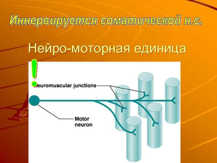 Нейро-моторная единица 