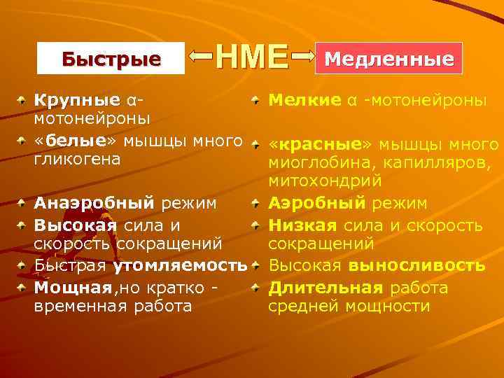 Быстрые НМЕ Крупные αмотонейроны «белые» мышцы много гликогена Анаэробный режим Высокая сила и скорость
