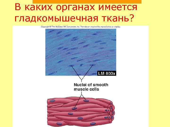 В каких органах имеется гладкомышечная ткань? 