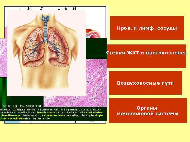 Стенка воздухоносных путей что не соответствует