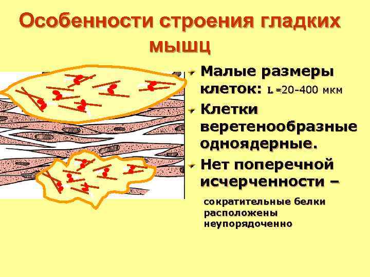 Особенности строения гладких мышц Малые размеры клеток: l =20 -400 мкм Клетки веретенообразные одноядерные.